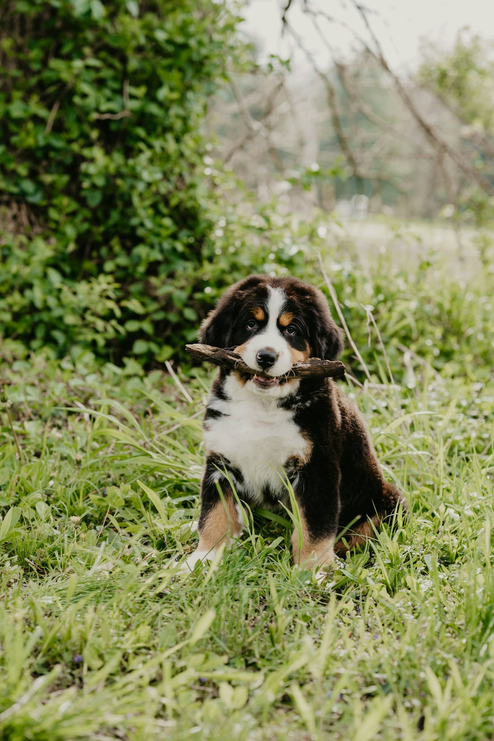 풀밭에 앉아 나뭇가지를 문 버니즈 마운틴 독 강아지