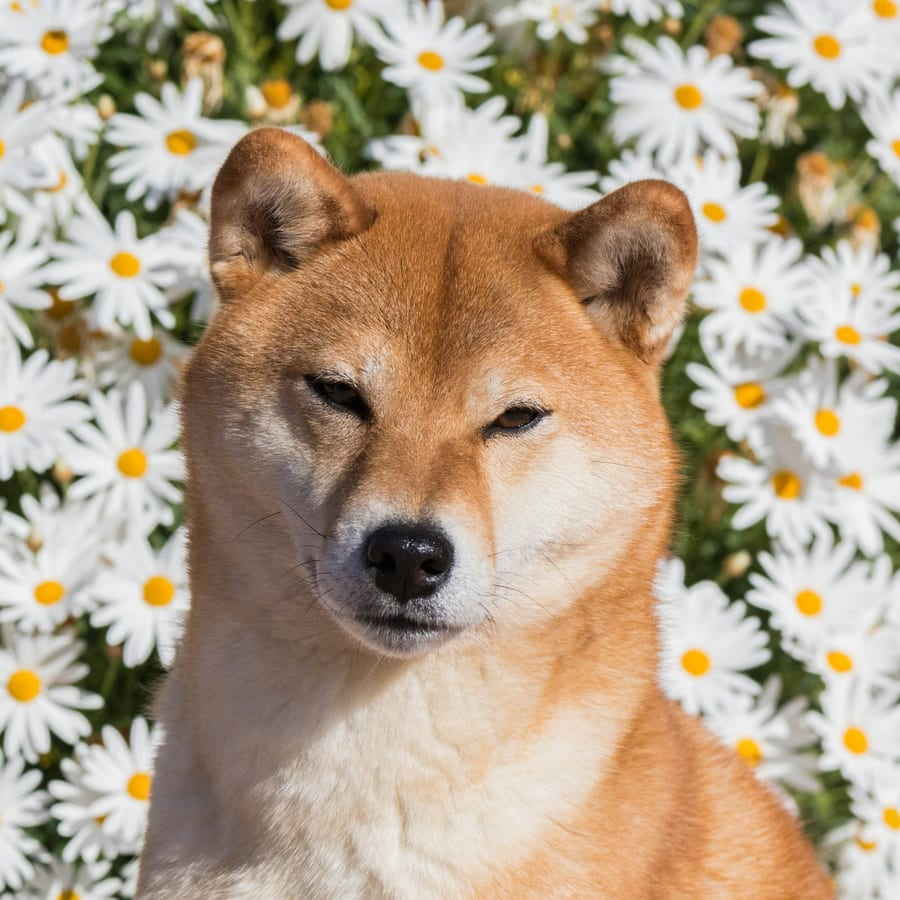 시바견 사진